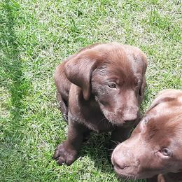 Labrador Retriever Puppies from Aldrich Mountain Labradors