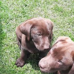 Labrador Retriever Puppies from Aldrich Mountain Labradors