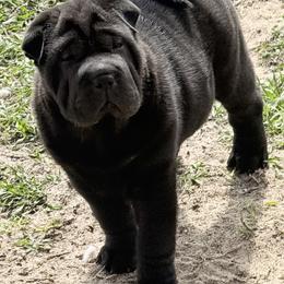 Garnet - Black female Chinese Shar-Pei puppy in Chipley, Florida from HapPei House of Wrinkles