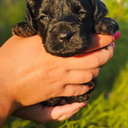 Coral - Black and tan female Cockapoo puppy in Indiahoma, Oklahoma from Phamily Doodles