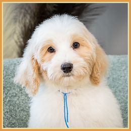 Zappa - White male Bernedoodle puppy in Connersville, Indiana from Deaz Doodle Ranch