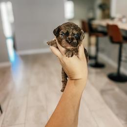 Meadow - Merle female Cockapoo puppy in Altamonte Springs, Florida from The Perks of Pups