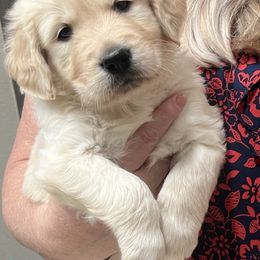 Boy 2 - Golden Retriever puppy from Golden Hearts Ranch English Cream Retrievers