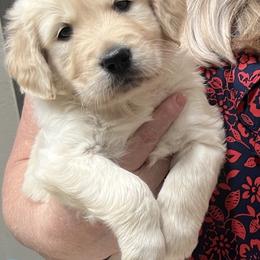 Boy 2 - Golden Retriever puppy from Golden Hearts Ranch English Cream Retrievers