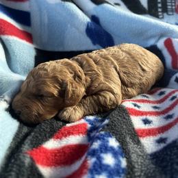 Boy 2 - male Goldendoodle puppy in Mayville, Michigan from Guiding Light Doodles