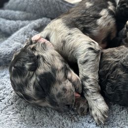 Aussiedoodle Puppies from The Klepper Homestead