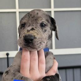 Jacob - Merle male Great Dane puppy in Longview, Texas from Lazy A Danes
