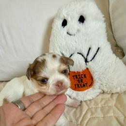 Chance - Fawn and white male Chihuahua puppy in Citrus Heights, California from Golden State Chihuahuas