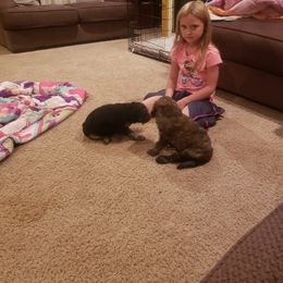  Puppies from Hopehouse Doodles