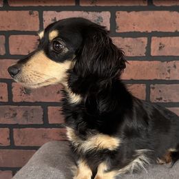 Nichelle - Dachshund