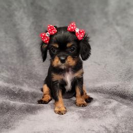 Sally - Black and tan female Cavalier King Charles Spaniel puppy in Romeoville, Illinois from KonopkaKennelsLLC