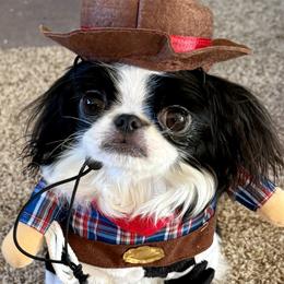 Japanese Chin puppies from Sakura Japanese Chin