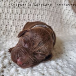 Labrador Retriever Puppies from Kilgore’s Labrador Retrievers