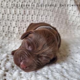 Labrador Retriever Puppies from Kilgore’s Labrador Retrievers