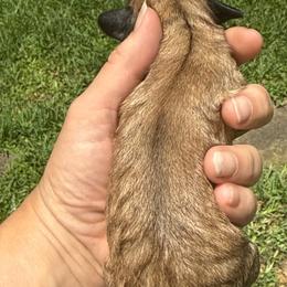 Smoke show - Sable female Schnoodle puppy in Temple, Texas from Schnauzers Of Taylor