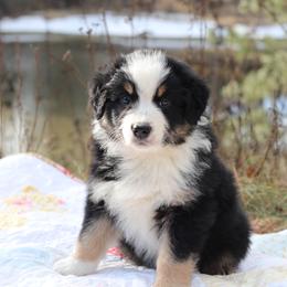 Firecracker - Black tri-color male Australian Shepherd puppy in Noxon, Montana from MITIN Aussies AKC Standard Australian Shepherds