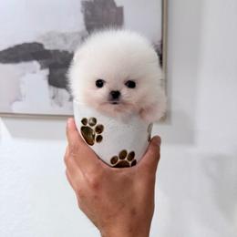 Mean mug - White male Pomeranian puppy in Las Vegas, Nevada from PupsByNikki