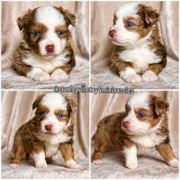 Liberty - Red merle female Miniature Australian Shepherd puppy in Buchanan, Georgia from Stanleyville Farm Mini Aussies