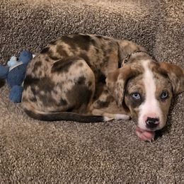 Catahoula Leopard Dog Puppies from ZM Catahoulas