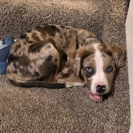 Catahoula Leopard Dog Puppies from ZM Catahoulas