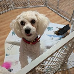 Jasper - Bichon Frise