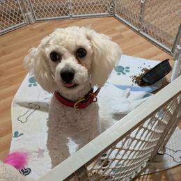 Jasper - Bichon Frise
