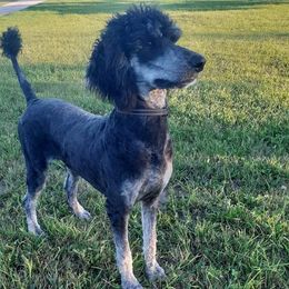 Magnum - Poodle