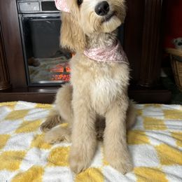Bernedoodle, Goldendoodle, and Poodle Puppies from Poodle and Doodle Haven