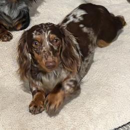 Sedona - Dachshund