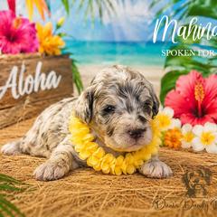 Mahina - Red merle female Aussiedoodle puppy in Roebuck, South Carolina from Dani's Dandy Doodles
