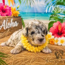 Mahina - Red merle female Aussiedoodle puppy in Roebuck, South Carolina from Dani's Dandy Doodles