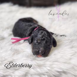Elderberry - Black and tan female Cockapoo puppy in Mancelona, Michigan from Lavender poodles & doodles