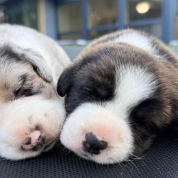 Sparkler - Brindle and white female Cardigan Welsh Corgi puppy in Mishawaka, Indiana from Squires Corgi Cottage