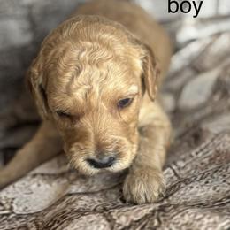 Purple collar - Cream male Goldendoodle puppy in Colorado Springs, Colorado from Pikes Peak Doodles
