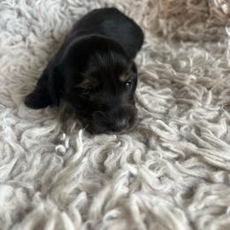 Girl 3 - Black and tan female Dachshund puppy in Hindsville, Arkansas from Okie Dokie Doxie