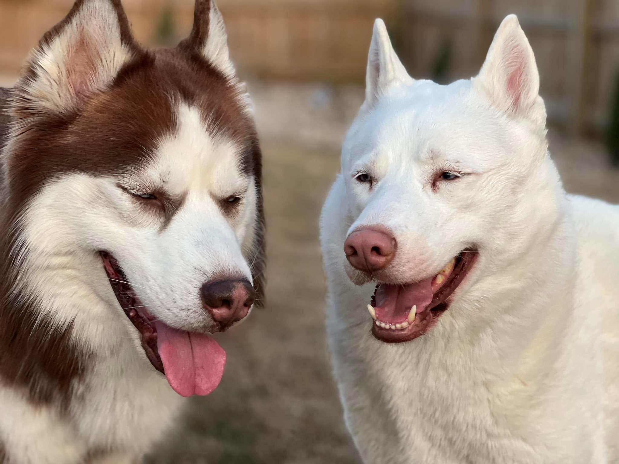 Colonial Huskies of Williamsburg in Virginia Siberian Husky puppies Good Dog