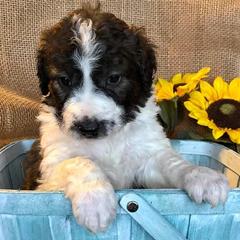 Double Doodles from Cow Town Doodles