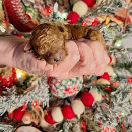 Jenny - Red  female Poodle puppy in Pottersville, Missouri from Miller Poodles