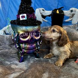 Dachshund Puppies from M.H.P Dachshunds