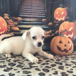 Freddy - Cream and white male Chihuahua puppy in Mesa, Arizona from Sun Valley Chihuahuas & Malinois