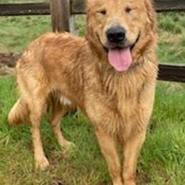 Golden Retrievers from Heart of Gold Goldens