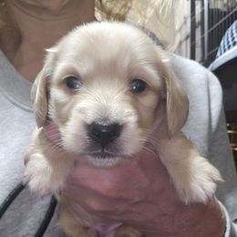 Smaller ee cream longhair boy - Cream male Dachshund puppy in Lyle, Washington from Wines Wienery