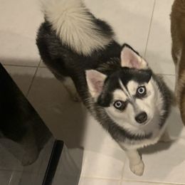 Stormy  - Pomsky