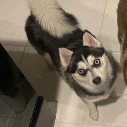 Stormy  - Pomsky