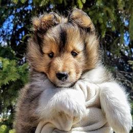 Shetland Sheepdog Puppies from Shirehill Shelties