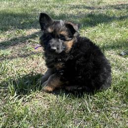 Neda purple - Black and red female German Shepherd puppy in Herrick, South Dakota from Dakota Shepherds Kennels