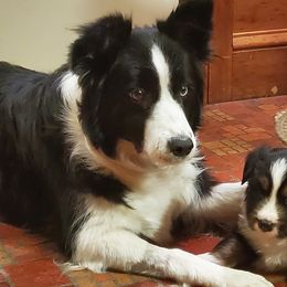 Border Collies from Shadow Hill Border Collies