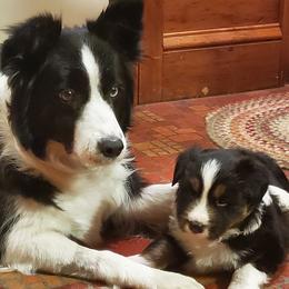 Border Collies from Shadow Hill Border Collies