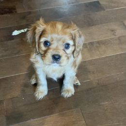 Boy 1 “Dakota” - Ruby Cavalier King Charles Spaniel puppy in St. Cloud, Minnesota from Embricks Cavaliers