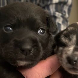 Chihuahuas from Collins Chihuahuas